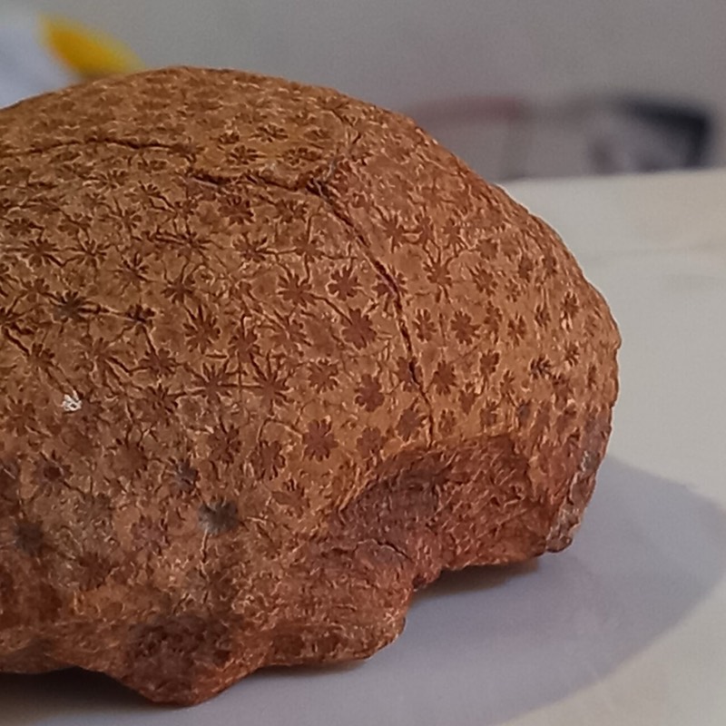Coral fósil: foto de un ejemplar