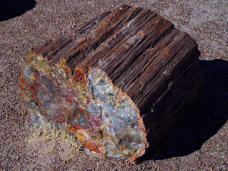Madera petrificada: foto de un ejemplar