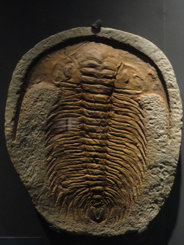Trilobite: foto de un ejemplar